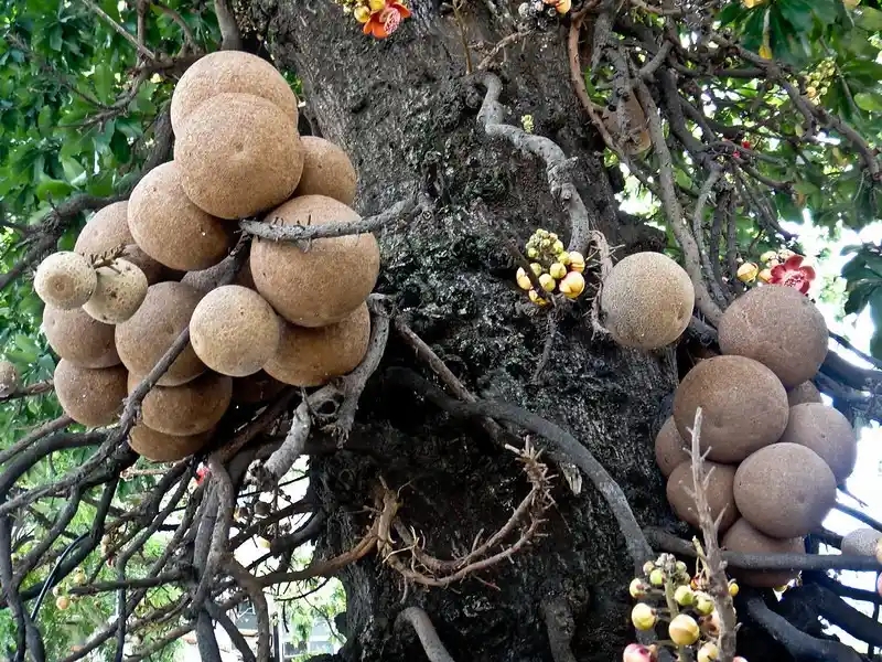 brazil nut tree bertholletia