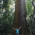 brazil nut tree size