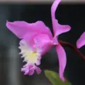 cattleya orchid beautiful