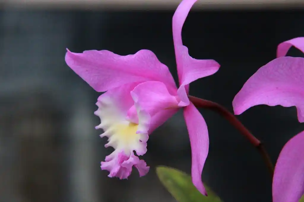 🌸 Orquídea Cattleya: Belleza Exótica y Realeza de las Flores Tropicales 1 cattleya orchid beautiful