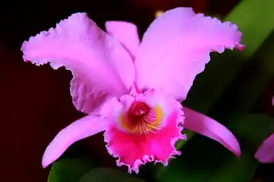 🌸 Orquídea Cattleya: Belleza Exótica y Realeza de las Flores Tropicales 4 cattleya orchid collection pink