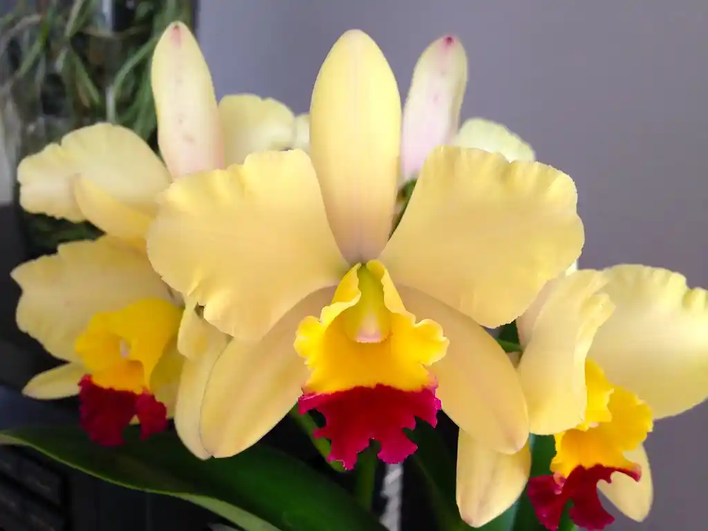 🌸 Orquídea Cattleya: Belleza Exótica y Realeza de las Flores Tropicales 3 cattleya orchid varieties yellow