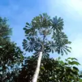 cecropia tree scientific name