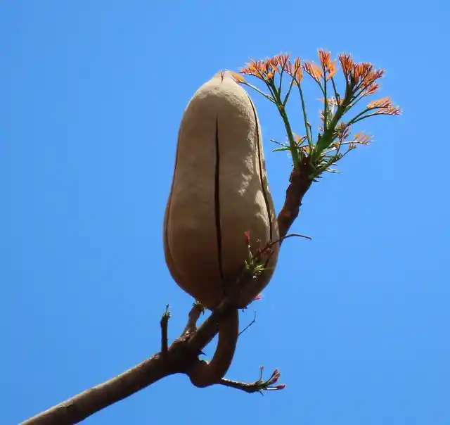 fruit Swietenia macrophylla