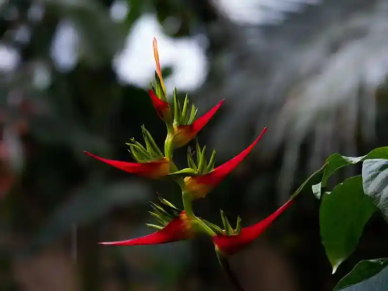 Heliconia rostrata (Lobster Claw): The Tropical Wonder That Turns Every Garden into Paradise 🌺🦞 23 heliconia rostrata common name