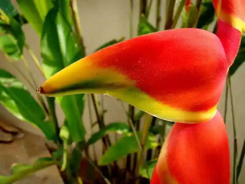 Heliconia rostrata (Lobster Claw): The Tropical Wonder That Turns Every Garden into Paradise 🌺🦞 21 heliconia rostrata lobster claw height