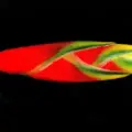heliconia rostrata lobster claw size