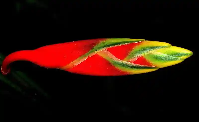 Heliconia rostrata (Lobster Claw): The Tropical Wonder That Turns Every Garden into Paradise 🌺🦞 22 heliconia rostrata lobster claw size
