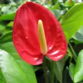how long do anthurium flowers last