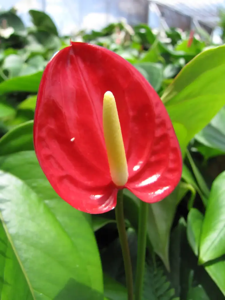 how long do anthurium flowers last