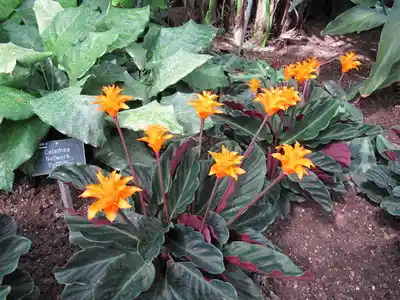 how often does a calathea crocata flower