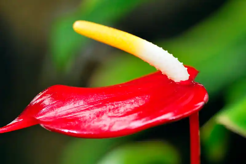 how to care for anthurium flamingo flower