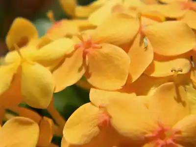 how to plant ixora coccinea