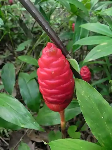 how to use shampoo ginger plant