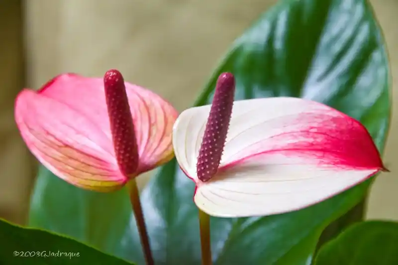 is anthurium a lily