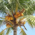 is babassu a tree nut