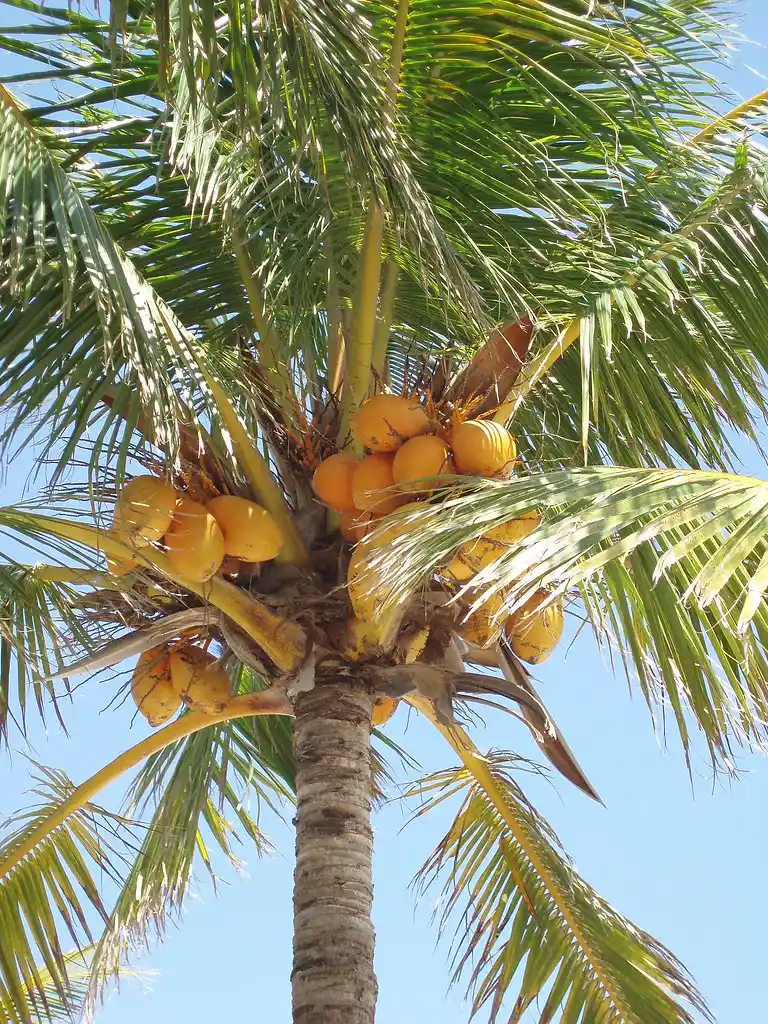 š“ Coconut Palm of the Amazon (Attalea speciosa, aka Babassu) ā Natureās Green Gold 27 is babassu a tree nut