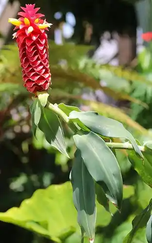 is shampoo ginger edible