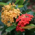 ixora coccinea flower morphology 1