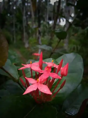 jungle geranium flower 1