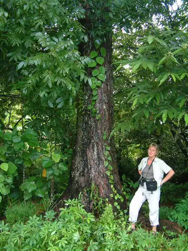 mahogany caoba