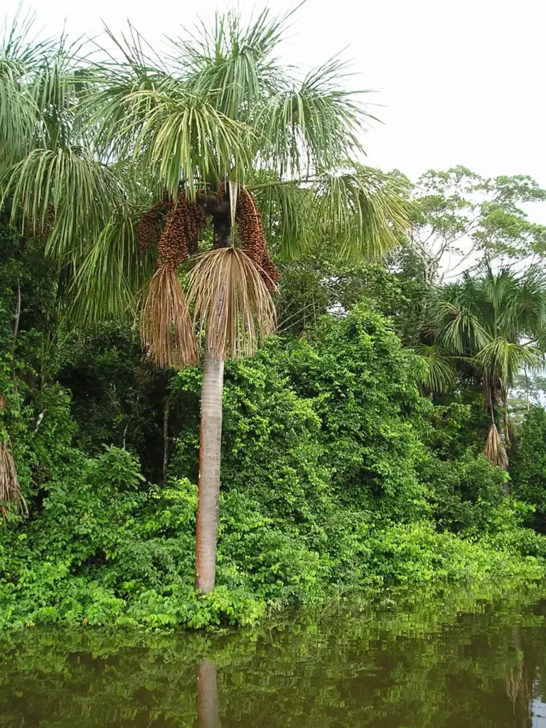 mauritia flexuosa