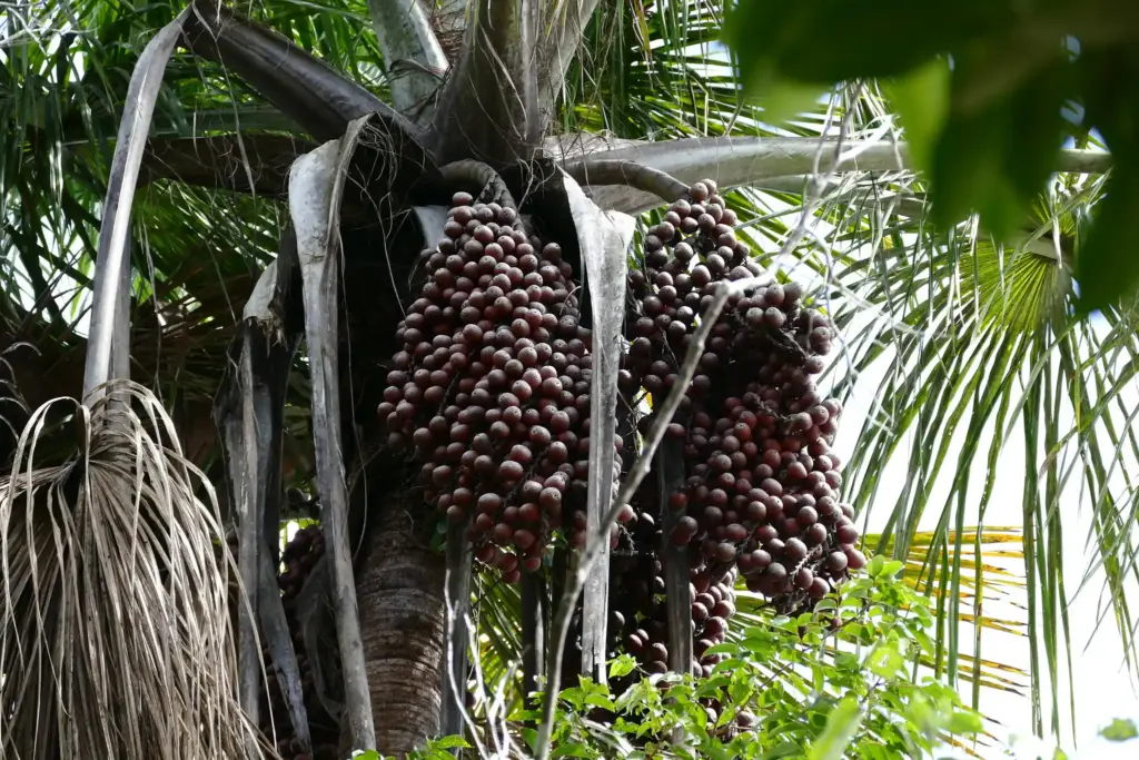 mauritia flexuosa fruit oil