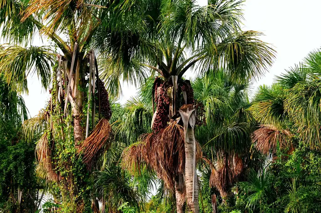 mauritia flexuosa fruit oil for skin