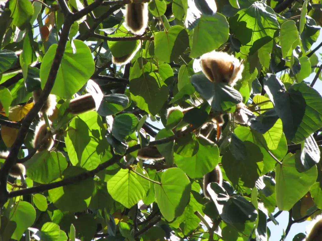 ochroma pyramidale seeds