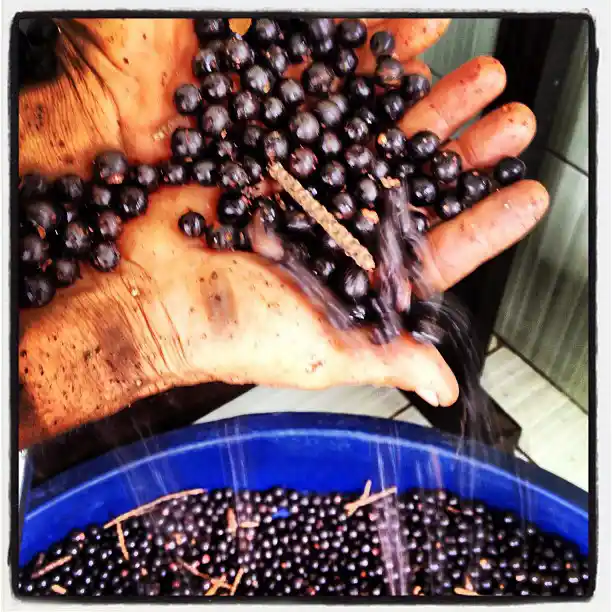 palm acai calories