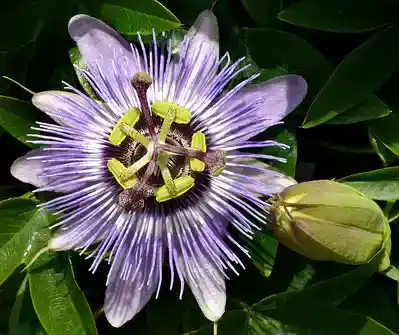passiflora edulis vs caerulea