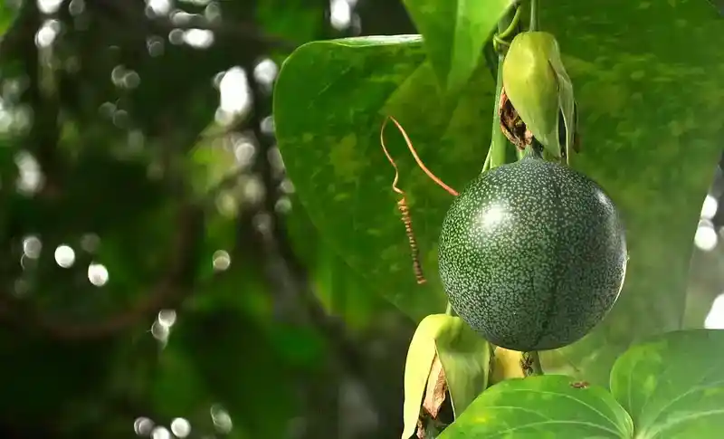 passion fruit