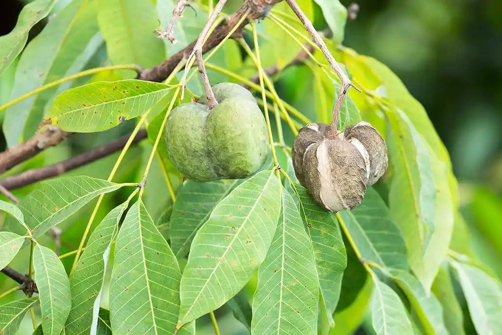 🌳 Rubber Tree (Hevea brasiliensis): The Lifeline of Natural Rubber 27 rubber tree hevea brasiliensis seeds