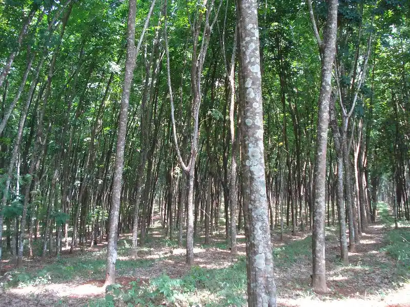 🌳 Rubber Tree (Hevea brasiliensis): The Lifeline of Natural Rubber 25 rubber tree name