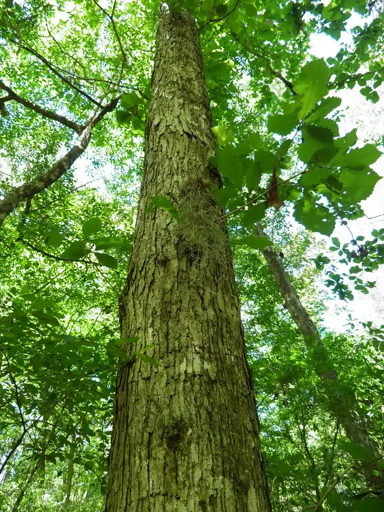 Ironwood Tree (Dipteryx odorata) – The Scented Giant of the Amazon 🌳🌰 28 tonka bean benefits