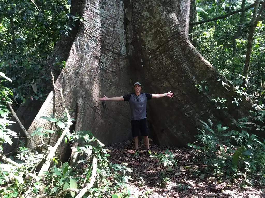 Ironwood Tree (Dipteryx odorata) – The Scented Giant of the Amazon 🌳🌰 27 tonka bean flavour
