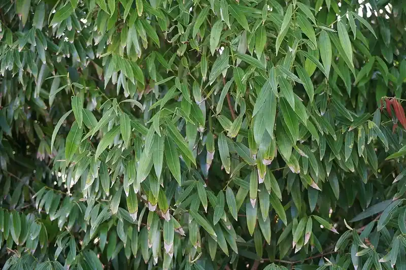 Ironwood Tree (Dipteryx odorata) – The Scented Giant of the Amazon 🌳🌰 29 tonka fruit