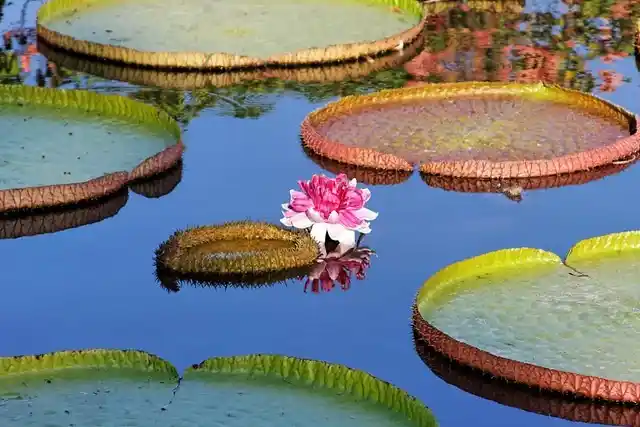 🌿 Victoria Amazonica: The Giant Water Lily of the Amazon Rainforest 29 victoria amazonica common name