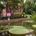 victoria amazonica giant water lily size