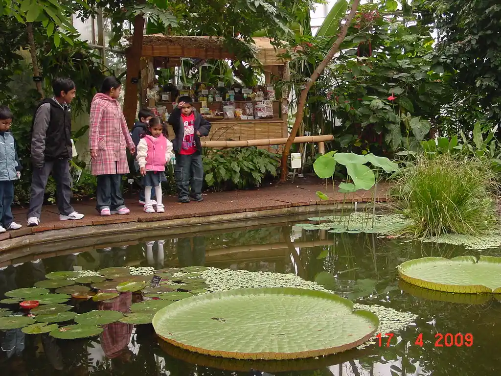 🌿 Victoria Amazonica: The Giant Water Lily of the Amazon Rainforest 31 victoria amazonica giant water lily size