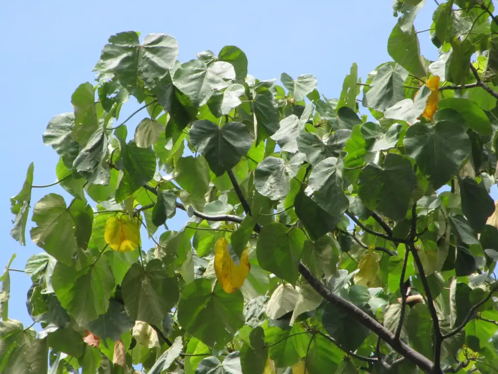 what is balsa wood used for