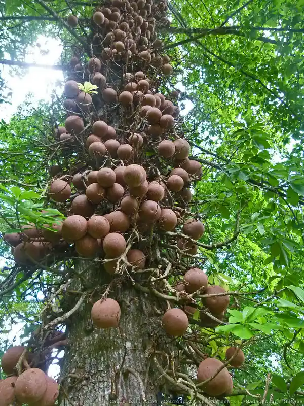 what kind of tree do brazil nuts grow on