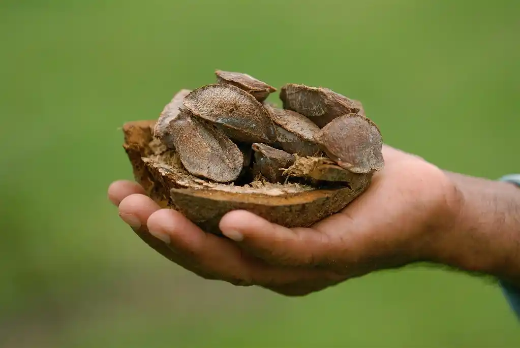 what nuts come from brazil