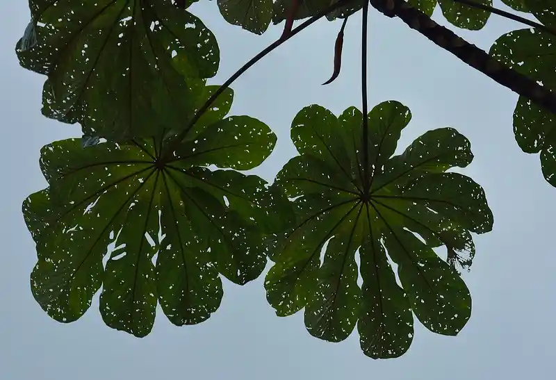šæ Cecropia Tree (Cecropia spp.) ā The Amazonās Fast-Growing Ecological Pioneer 27 where do cecropia trees grow