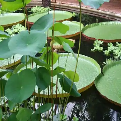 🌿 Victoria Amazonica: The Giant Water Lily of the Amazon Rainforest 30 where is the giant water lily found