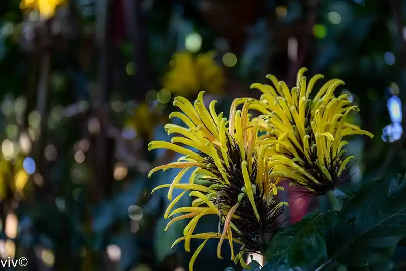 yellow Brazilian Plume Flowers