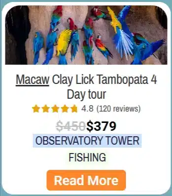 Macaw Clay Lick 4 days tour in Tambopata