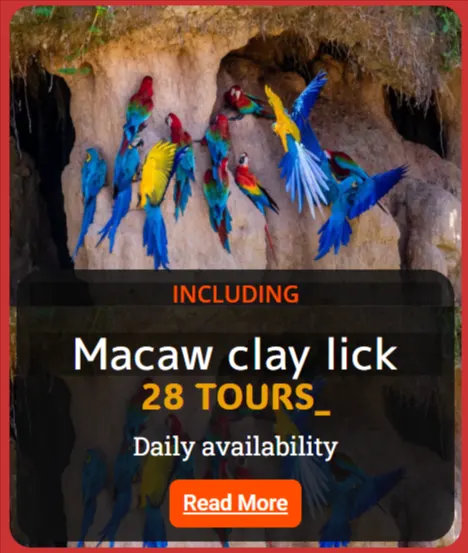macaw cly lick tours