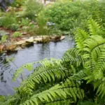 Amazon Aquatic Plants 