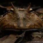 (post) The Amazon Horned Frog: A Master of Camouflage and Ambush